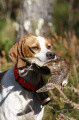 Pedigree URANIE DES GABELINES Pedigree URANIE DES GABELINES